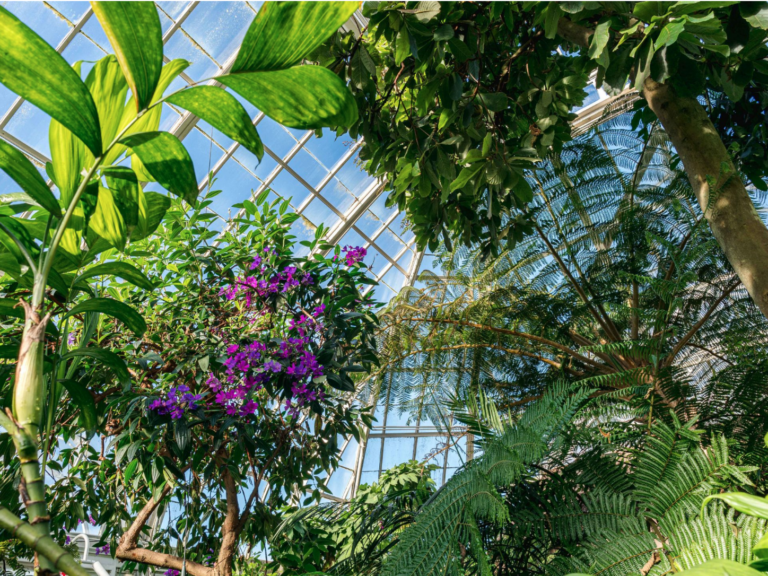 Нью-Йоркский ботанический сад (New York Botanical Garden)